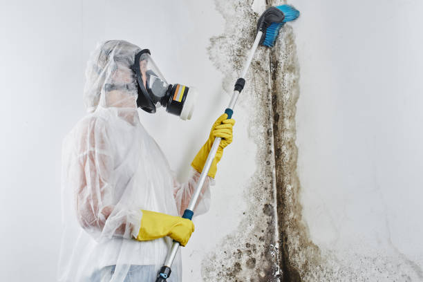 Best Fast Mold Removal  in Mammoth, AZ