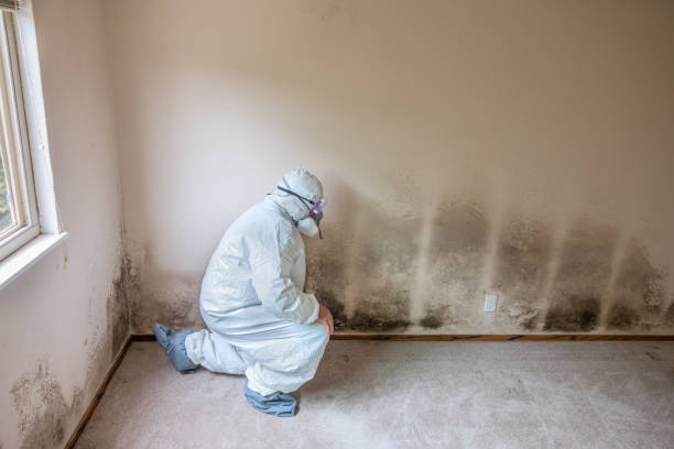 Best Office Mold Removal Services  in Mammoth, AZ