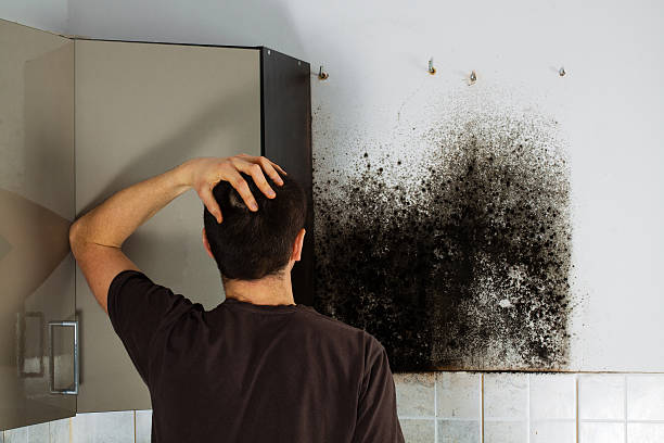 Attic Mold Removal in Mammoth, AZ